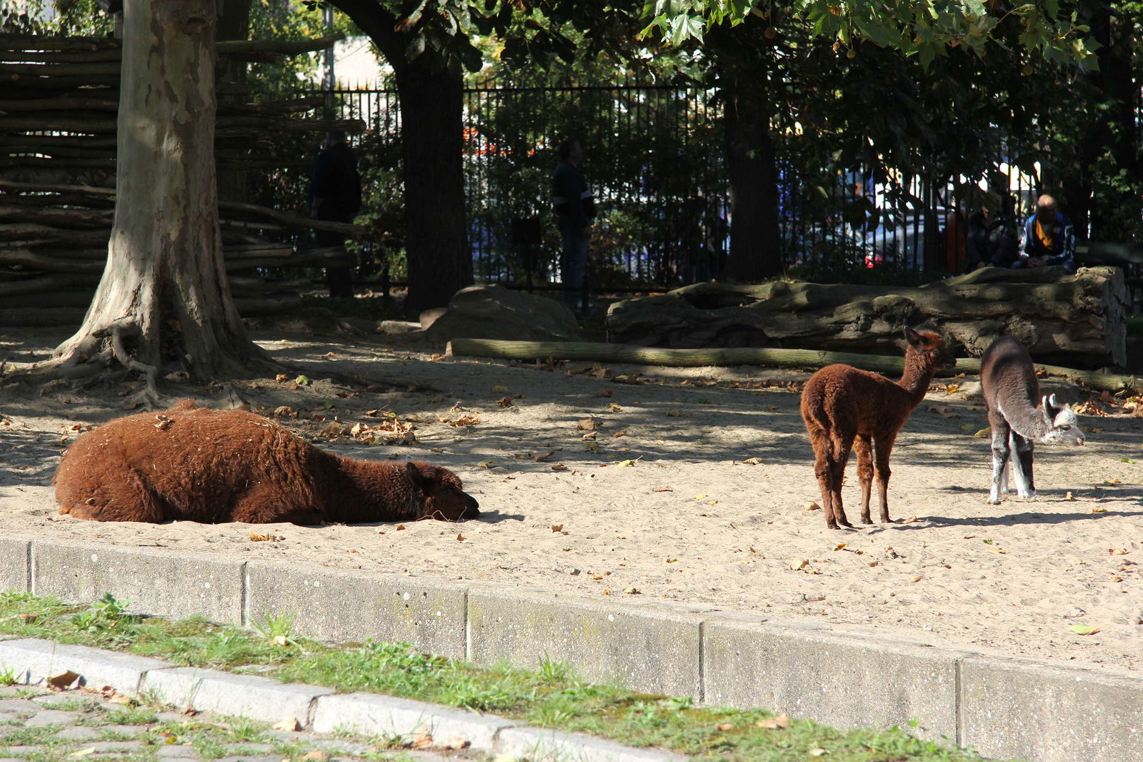 Berlin Zoological Garden