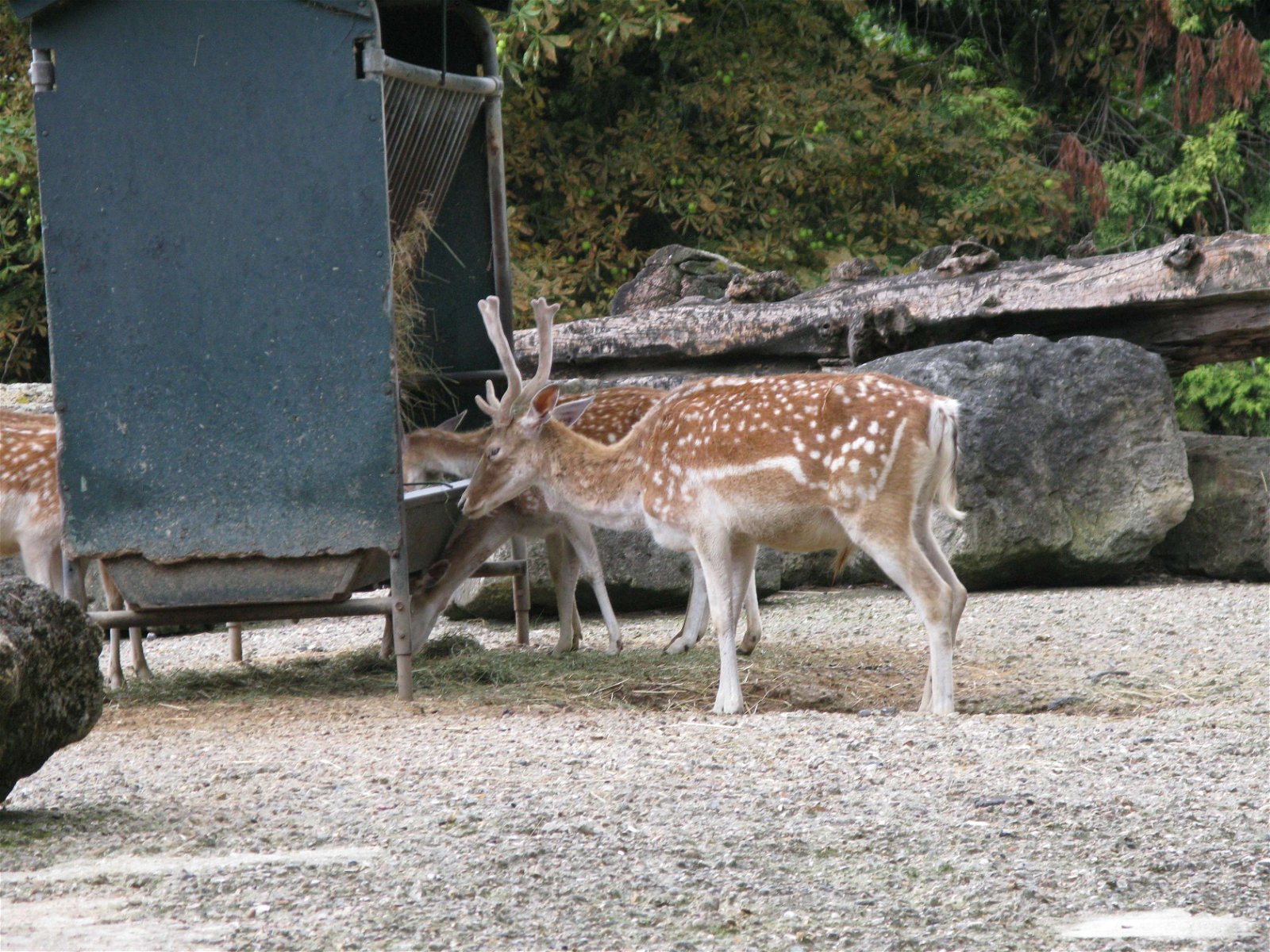 Ménagerie du Jardin des Plantes