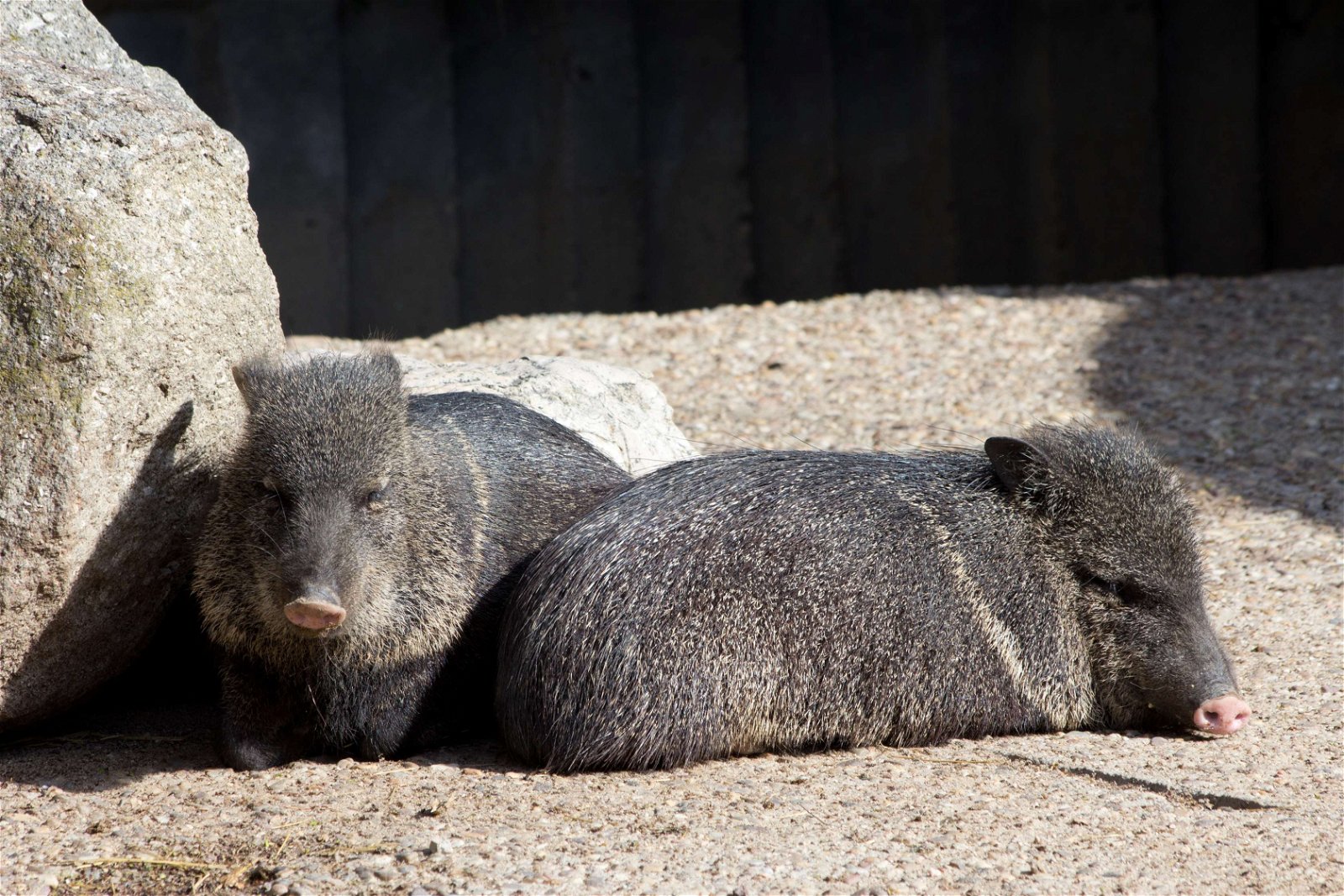Zoo Aquarium de Madrid