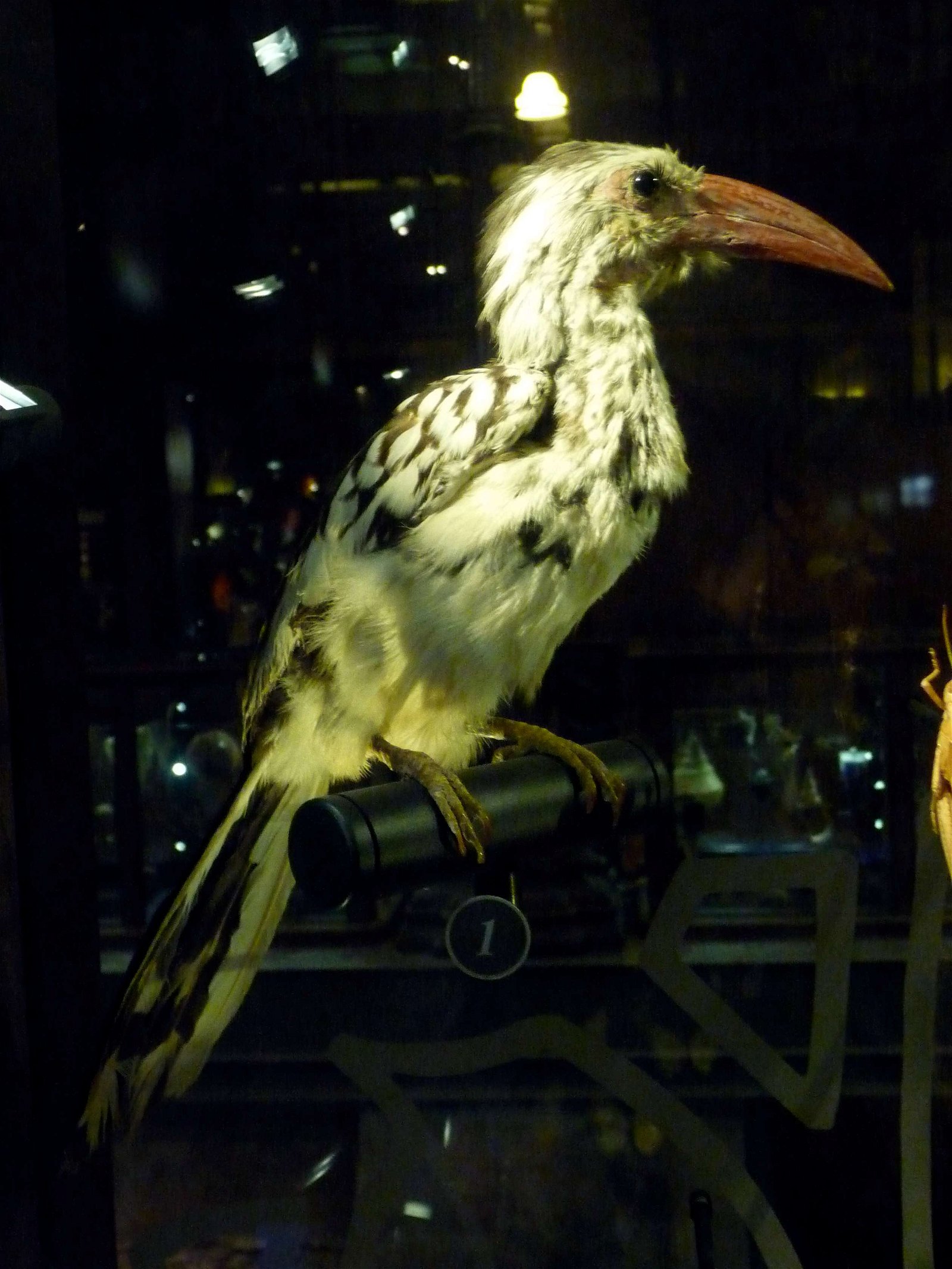 Grande Galerie de l'Evolution