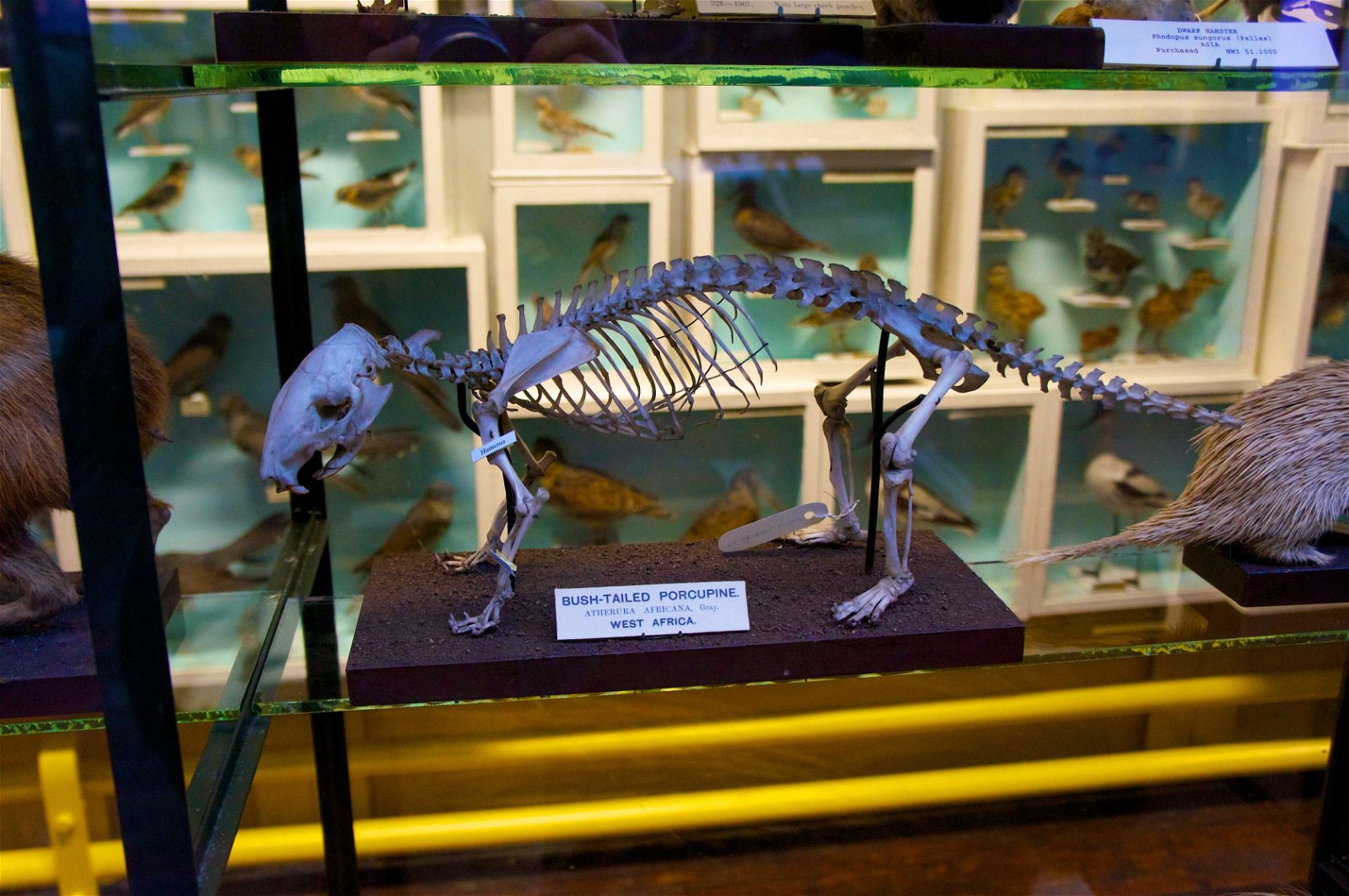 National Museum of Ireland - Natural History