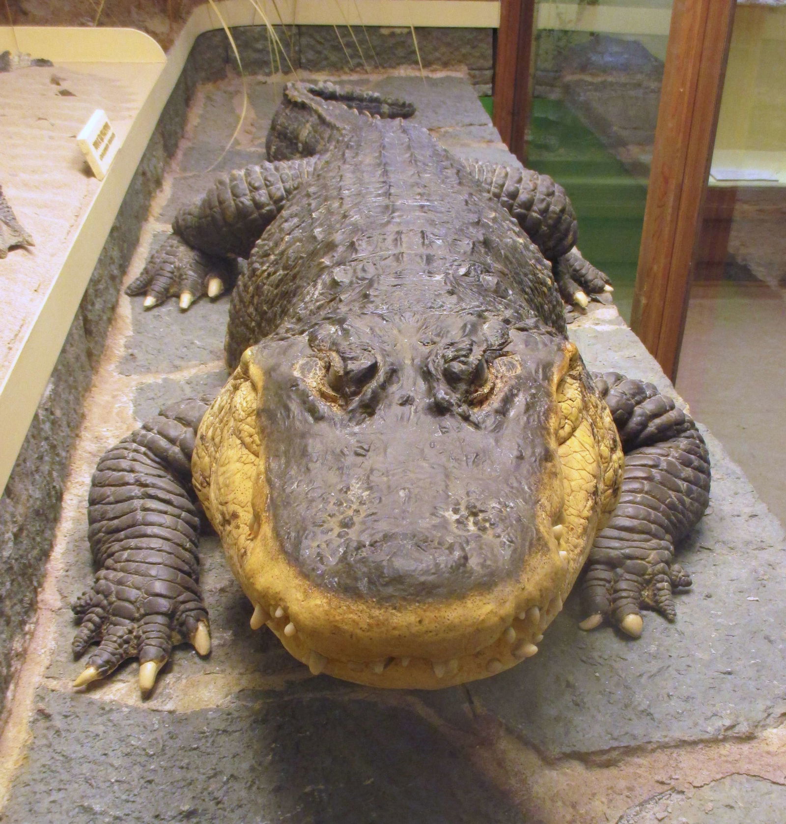Göteborg Natural History Museum