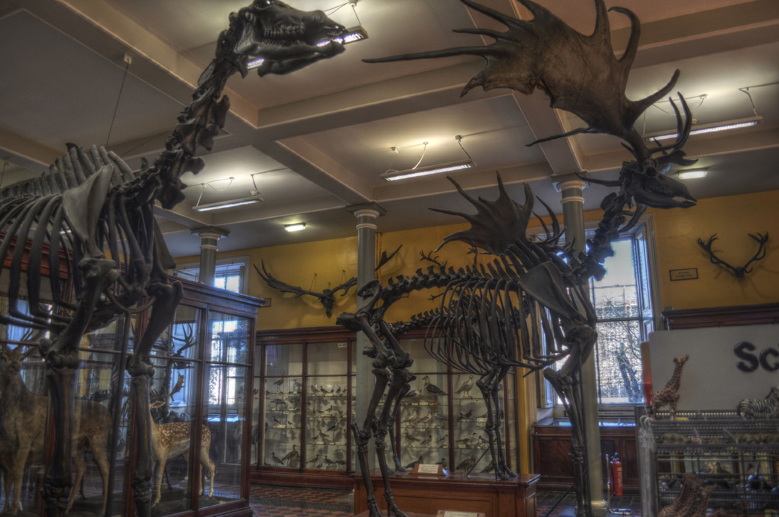 National Museum of Ireland, Merrion Street