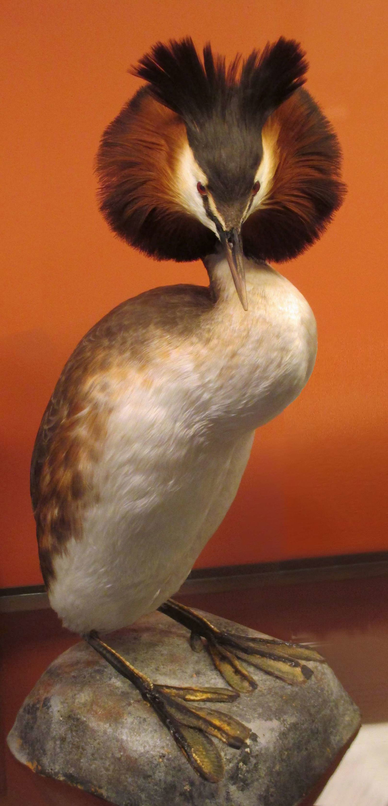 Göteborg Natural History Museum