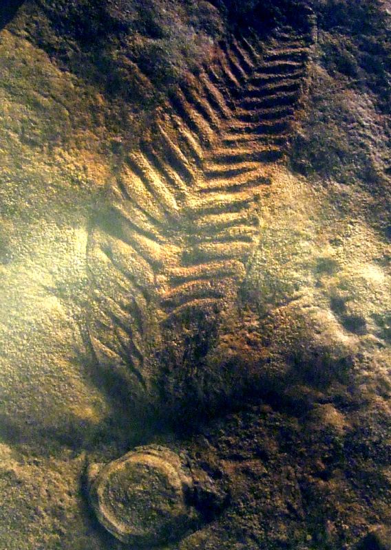 Museo Sedgwick de Ciencias de la Tierra