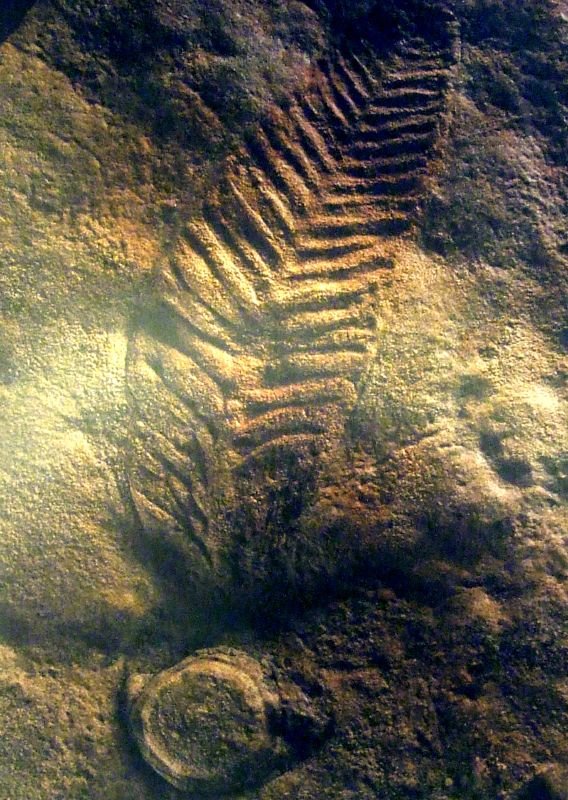 Sedgwick Museum of Earth Sciences