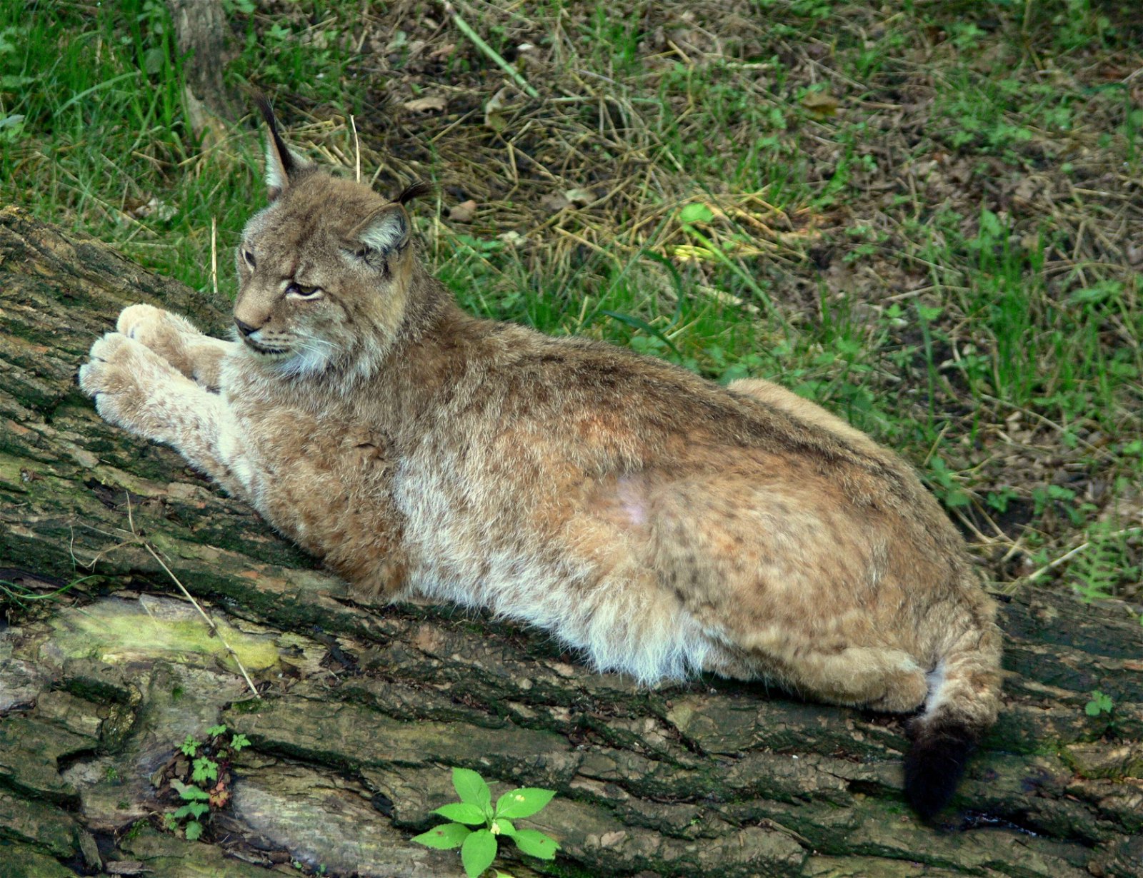 Heimat-Tierpark Olderdissen
