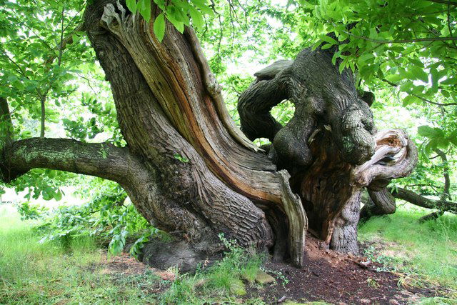 Doddington Hall (Lincolnshire)
