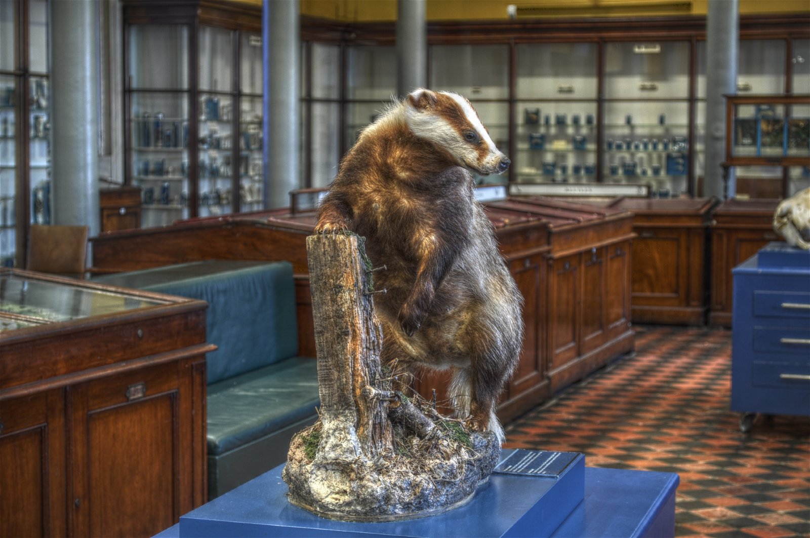 National Museum of Ireland - Natural History