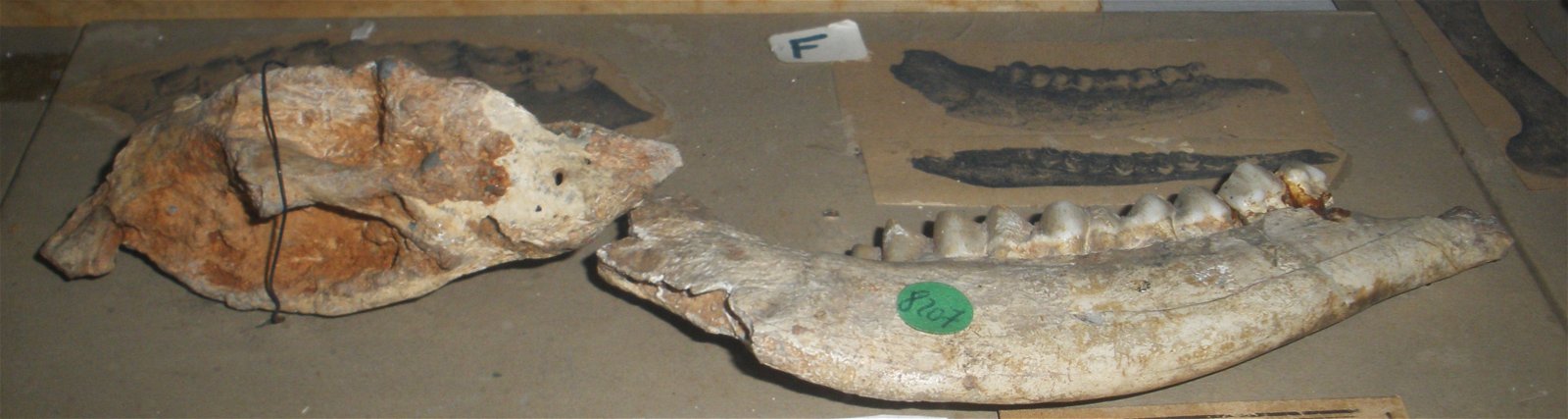 Museo Geologico Giovanni Capellini