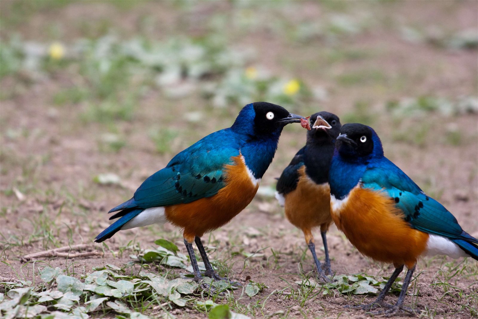 Wilhelma Zoologisch-Botanischer Garten