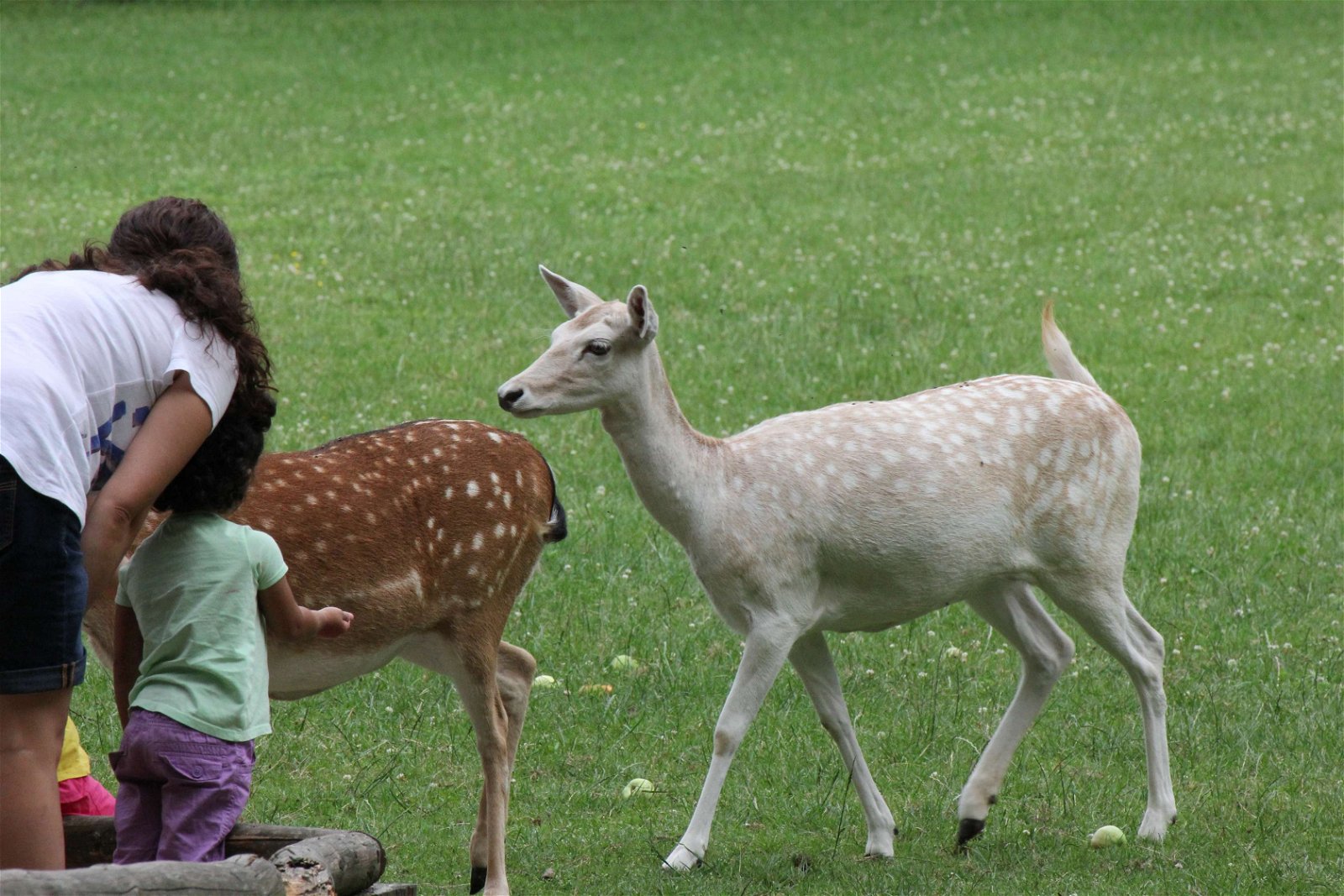 Wildpark im Grafenberger Wald