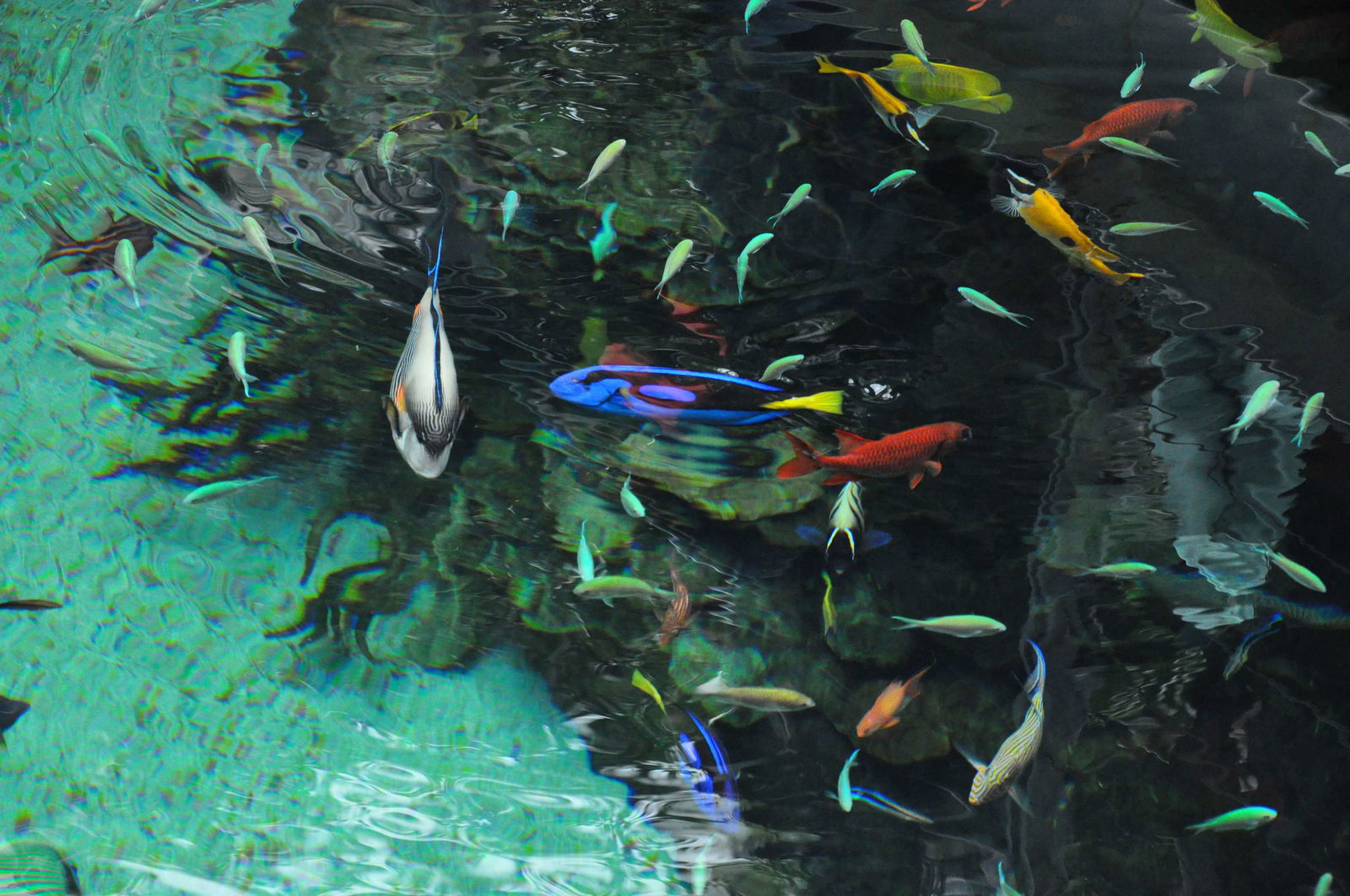 Lisbon Oceanarium