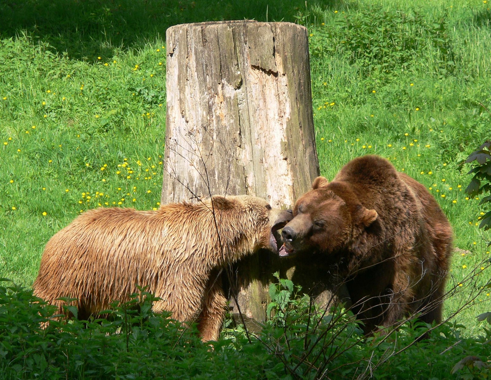Heimat-Tierpark Olderdissen