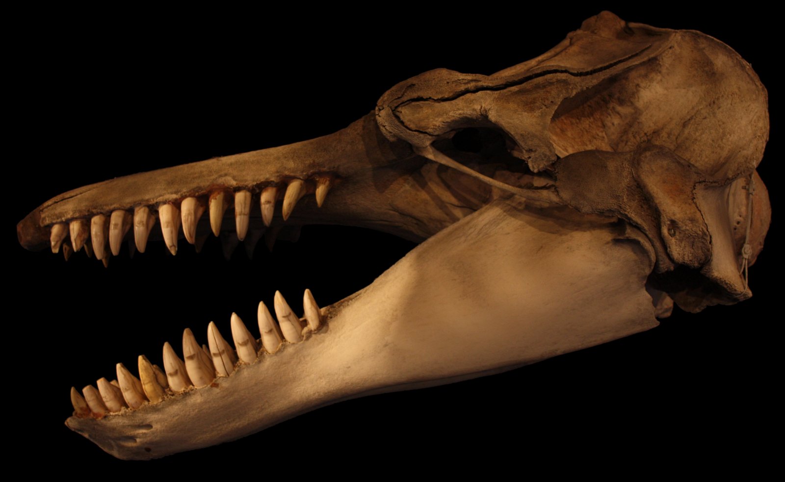 Natural Science Museum of Belgium