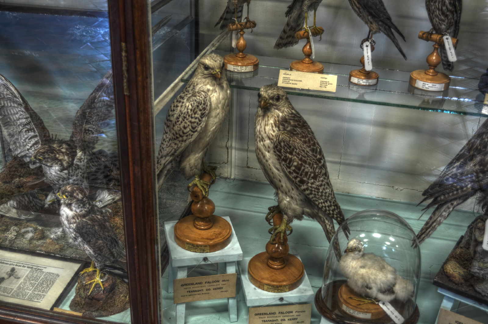 National Museum of Ireland, Merrion Street
