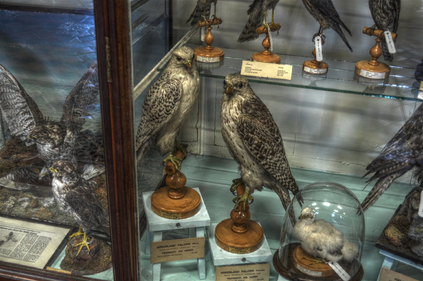 National Museum of Ireland - Natural History