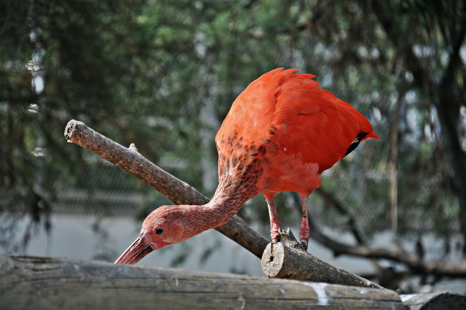Oceanogràfic of Valencia