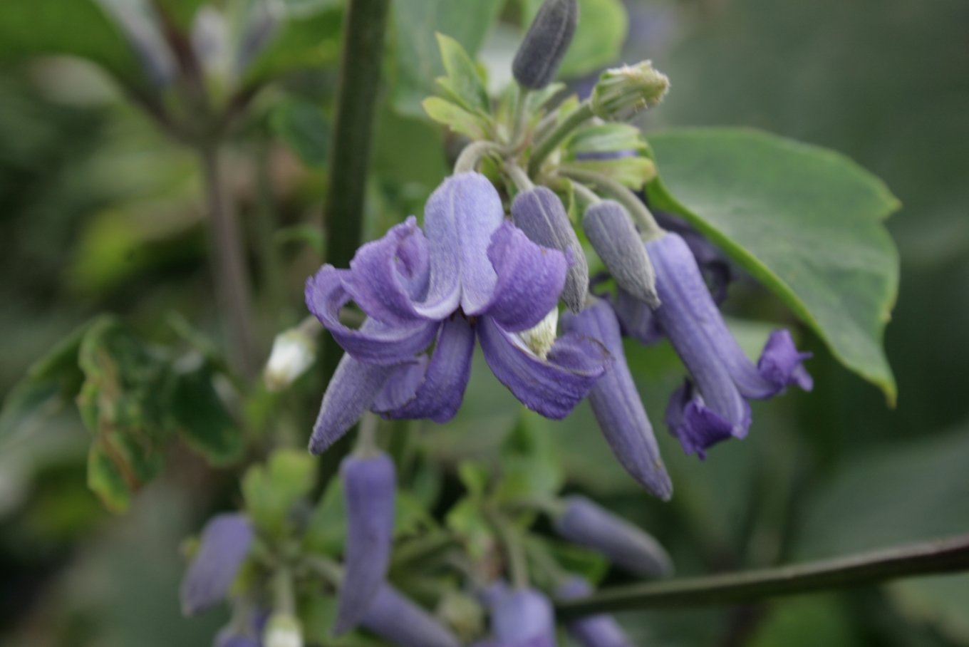 Aarhus Botanical Gardens (Århus) - Bezoekersinformatie & Recensies