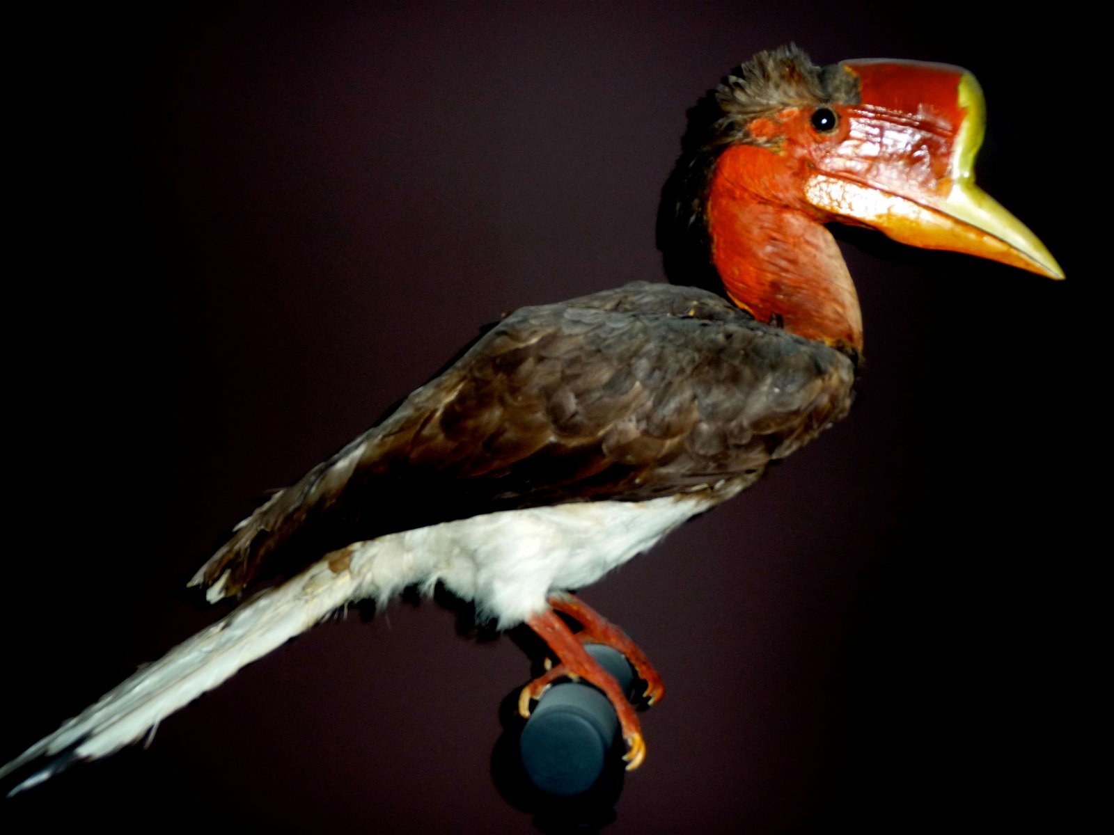 Grande Galerie de l'Evolution