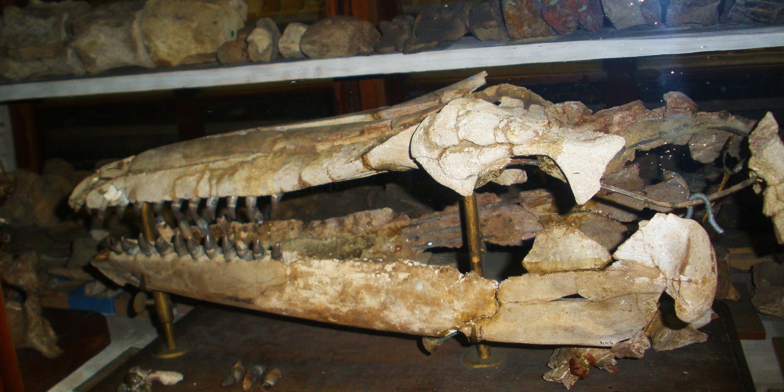 Museo Geologico Giovanni Capellini