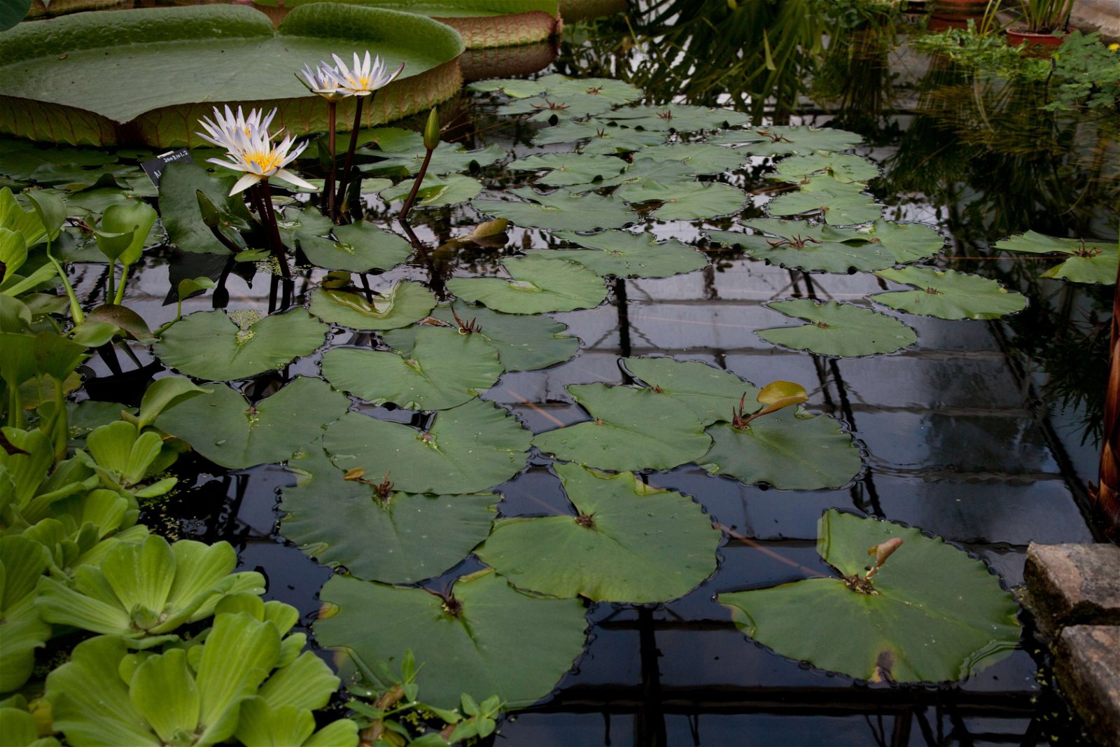 University of Oxford Botanic Garden