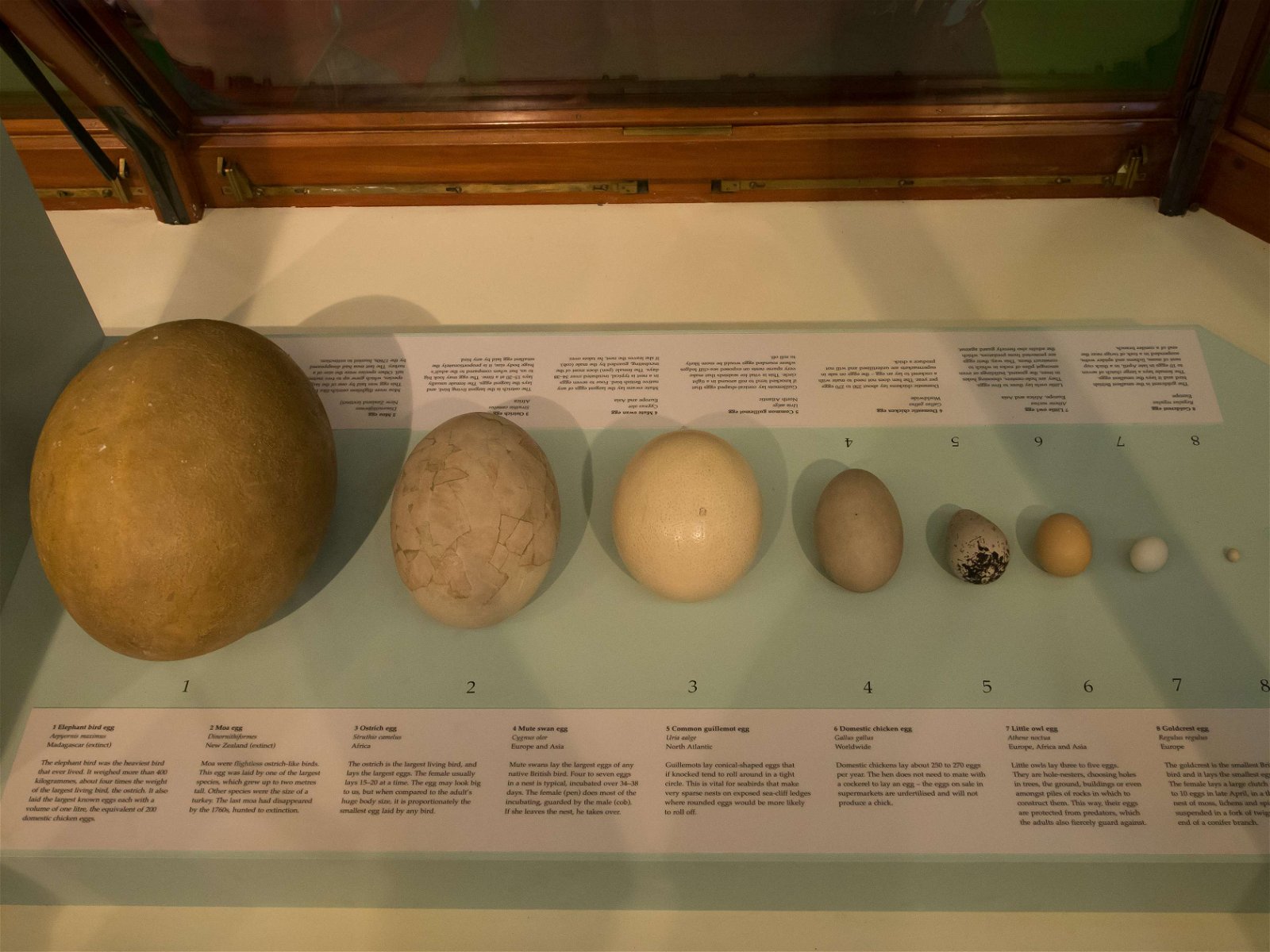 Natural History Museum