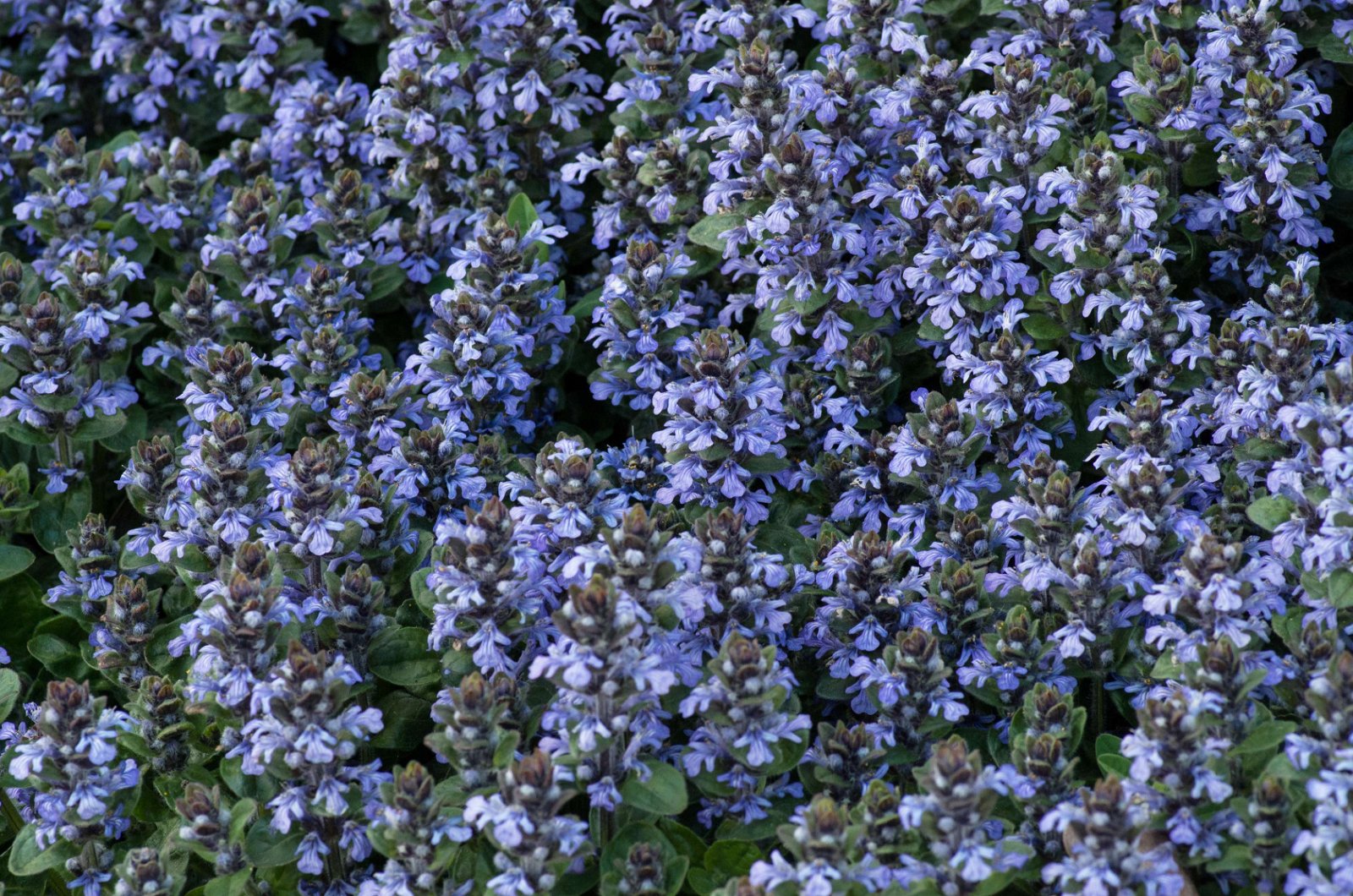 Royal Botanic Gardens, Kew