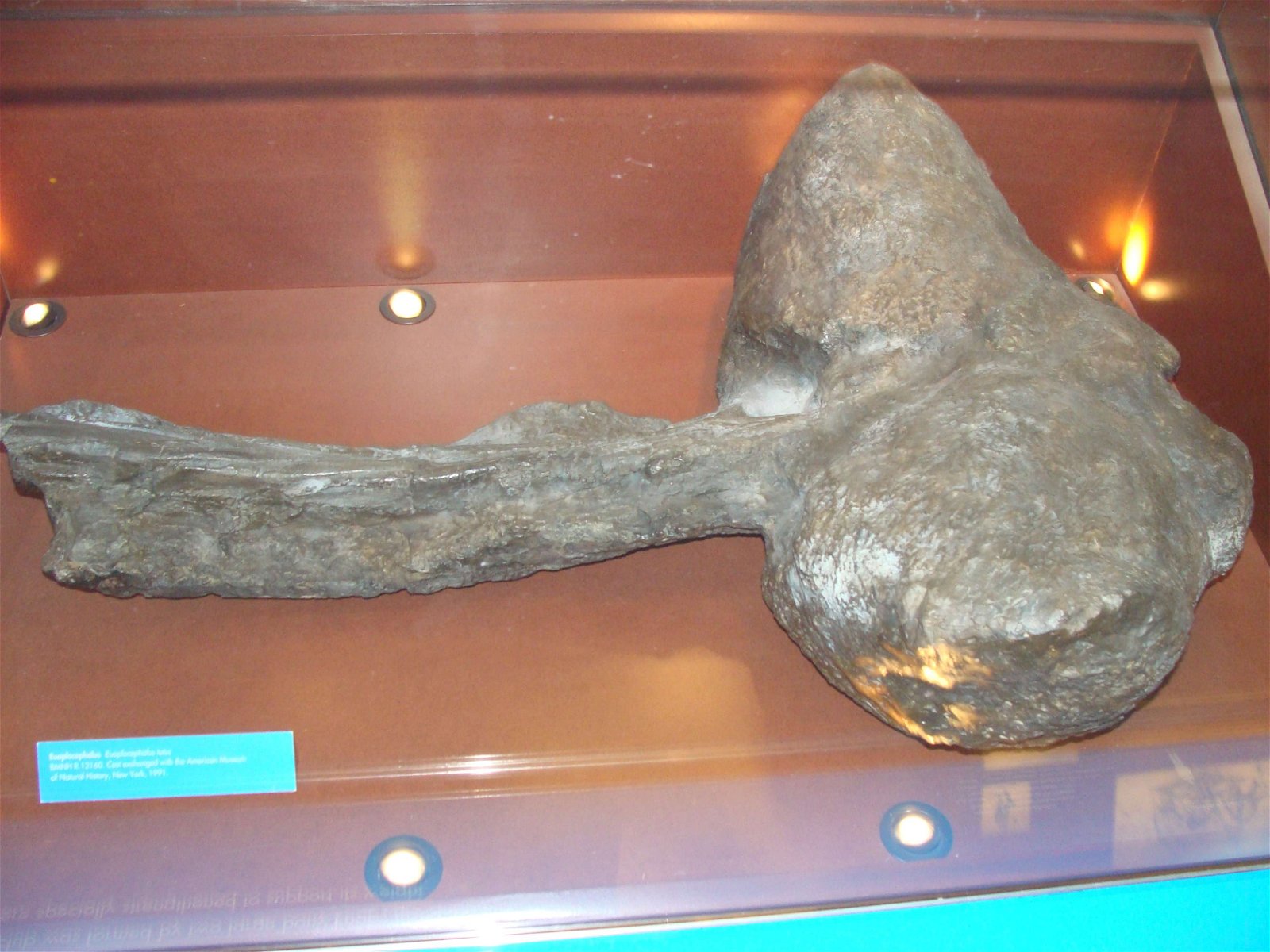 Natural History Museum