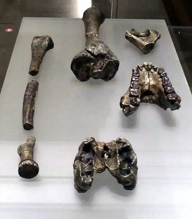 National Museum of Natural Sciences of Spain