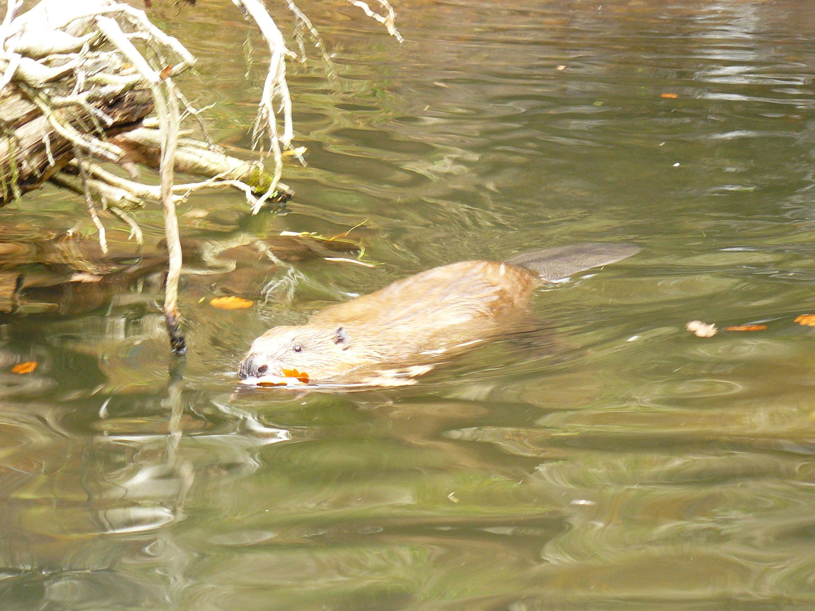 Tiergarten Nürnberg