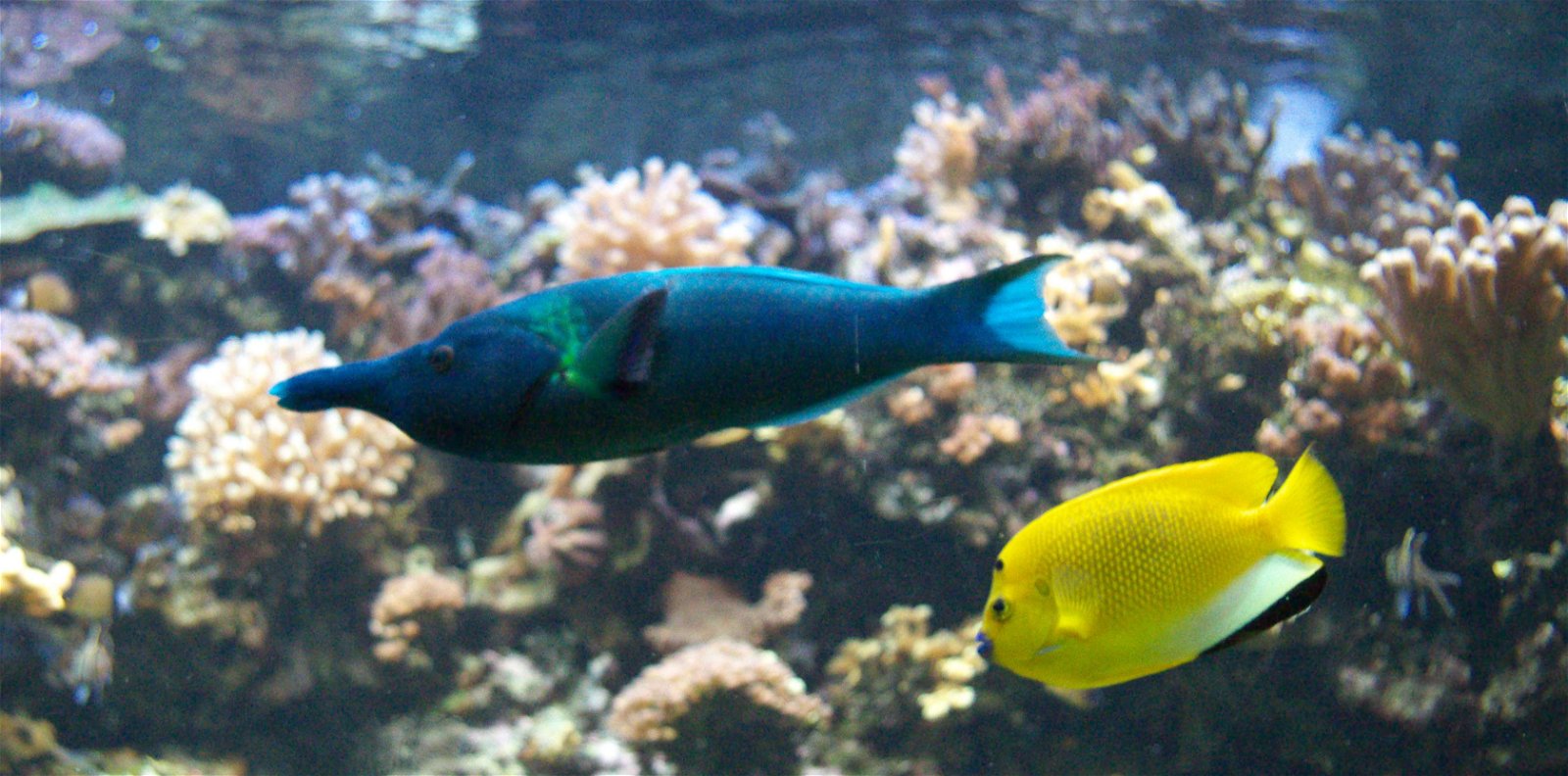 Aquarium de la Porte Dorée