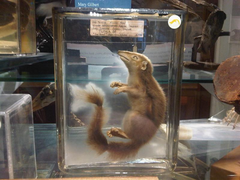 Grant Museum of Zoology