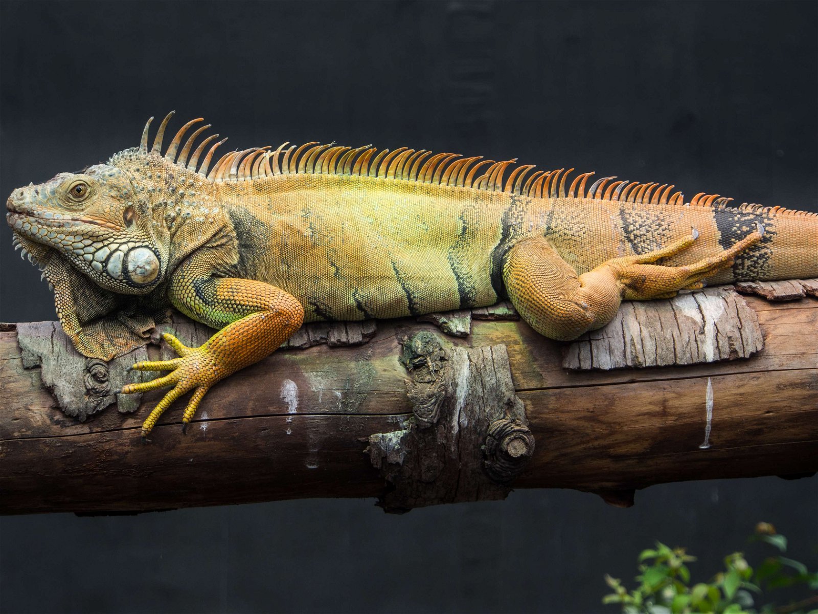 Parc zoologique de Paris