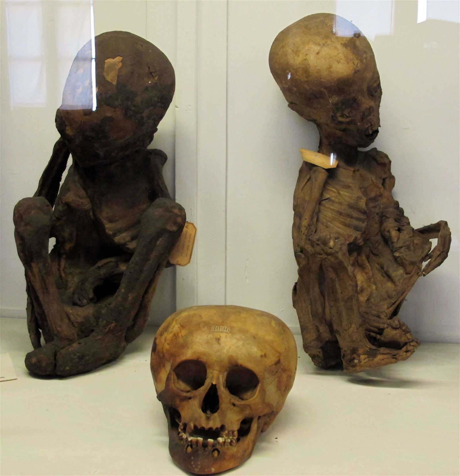 Museum of Anthropology and Ethnology