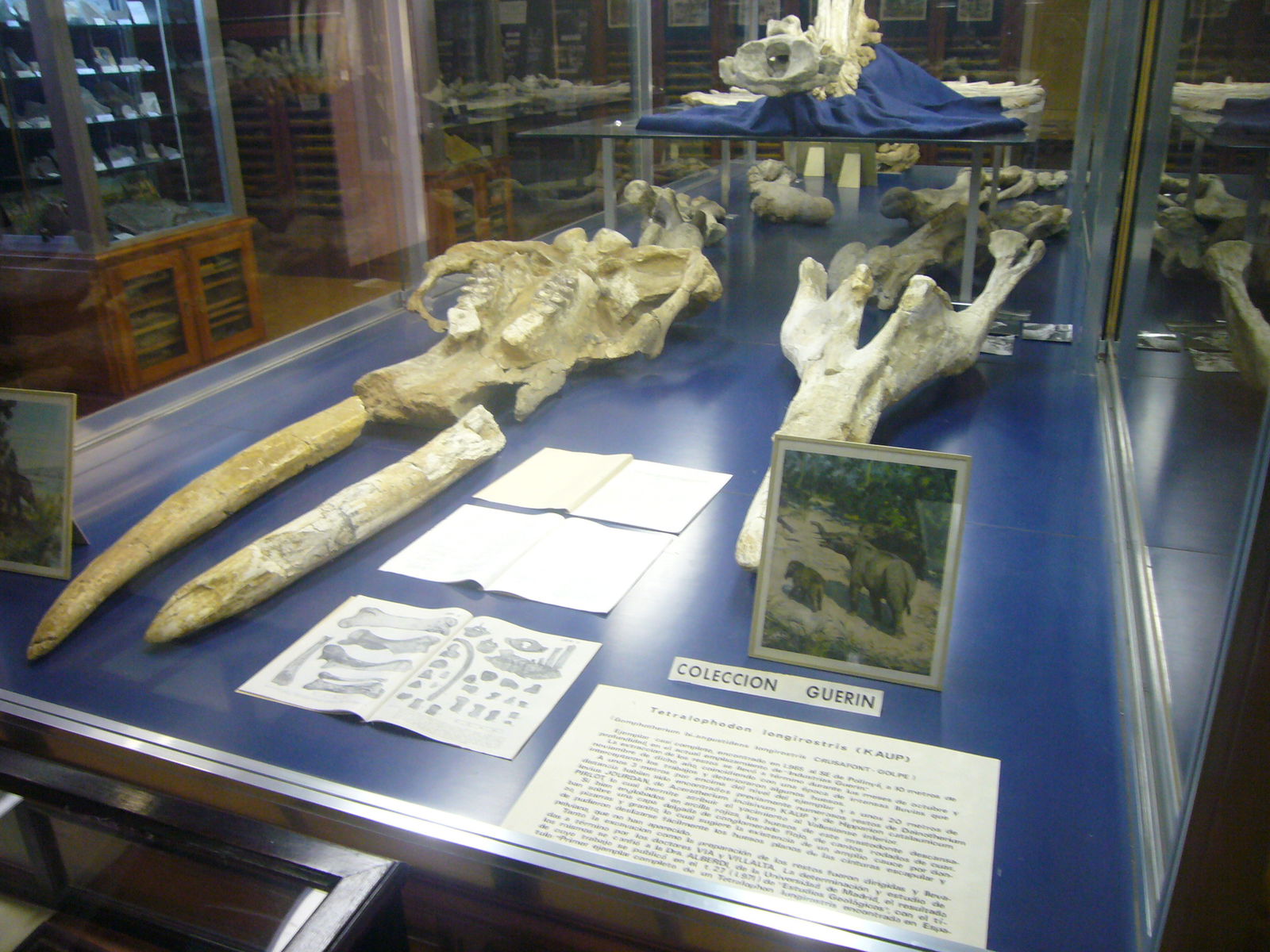 Museu Geologic del Seminari de Barcelona