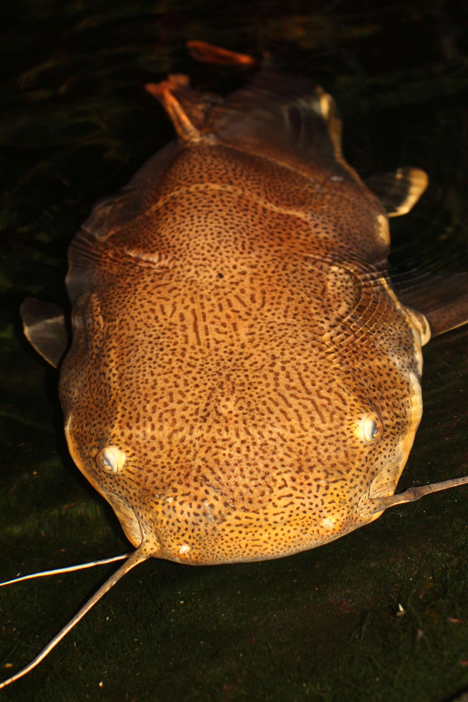 Aquaria Water Museum