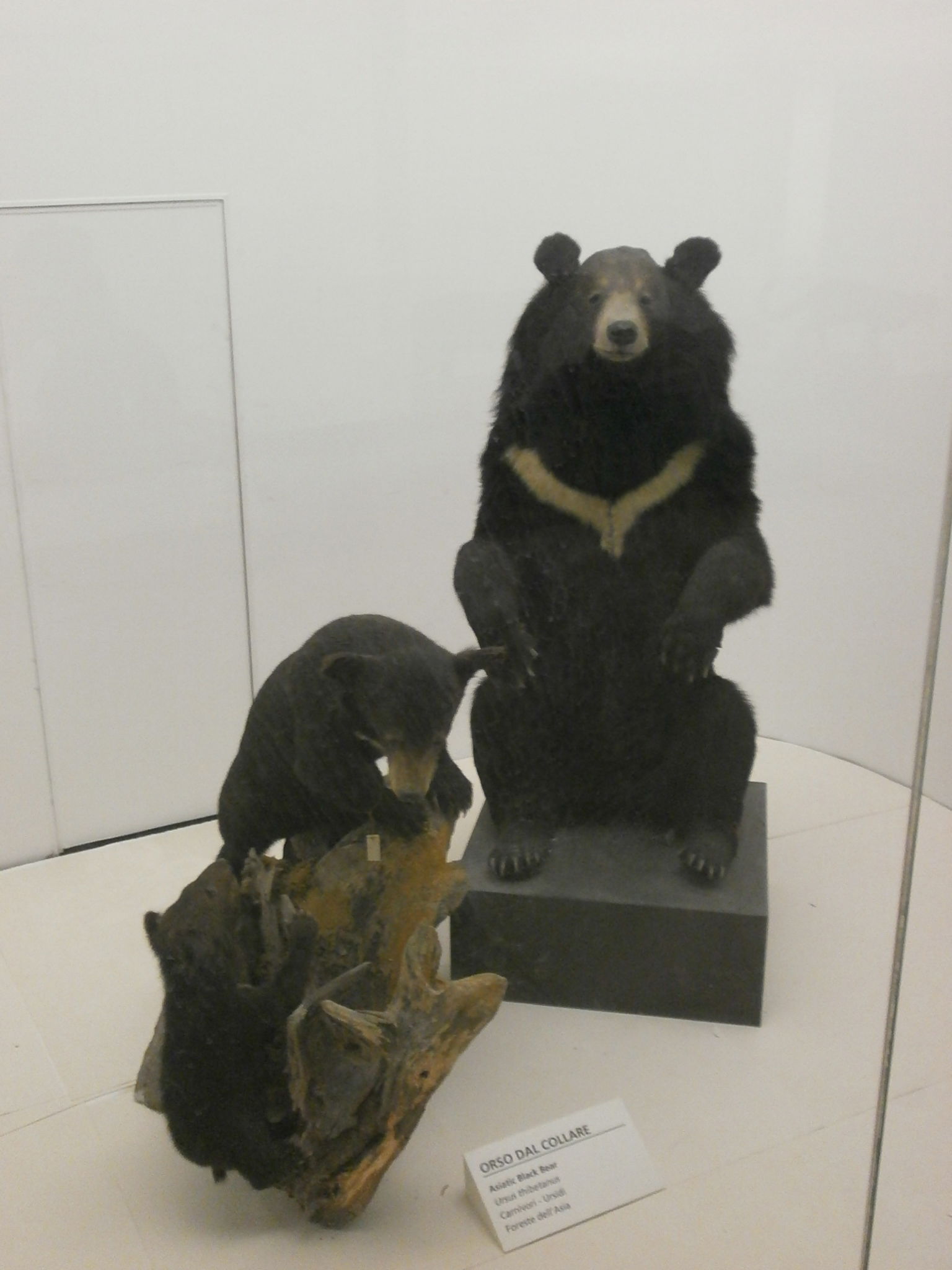 Civico Museo di Storia Naturale