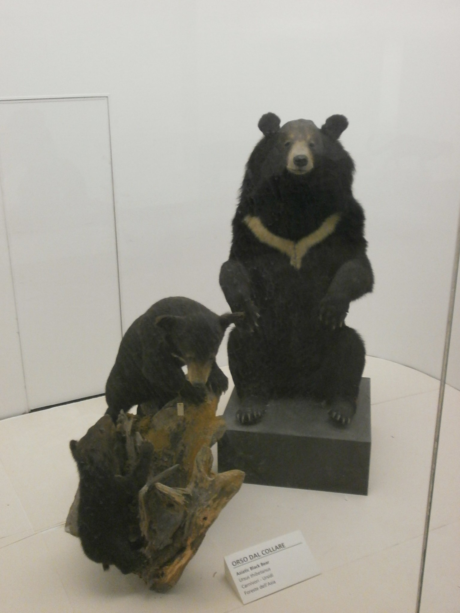 Museum of Natural History