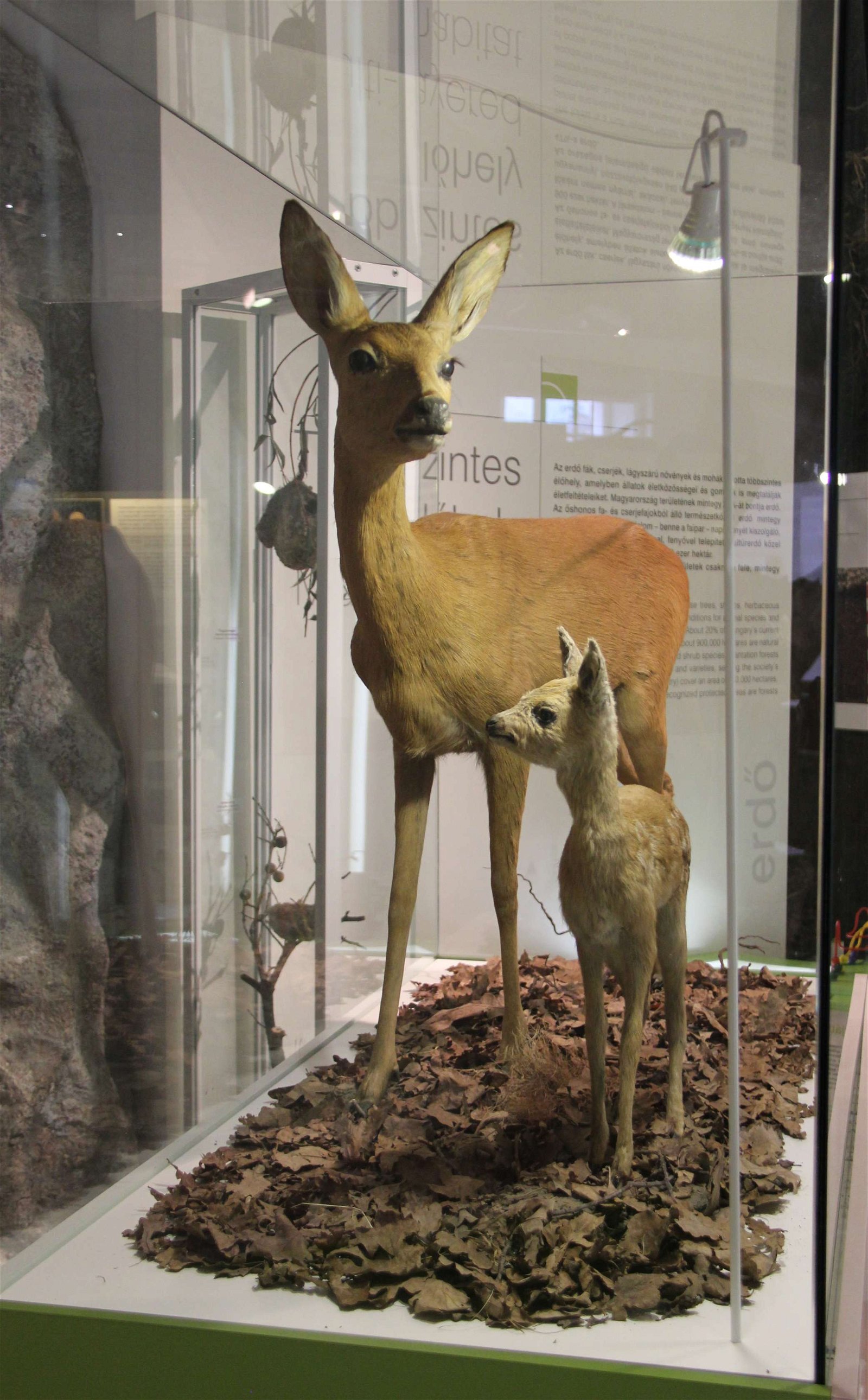 Hungarian Natural History Museum