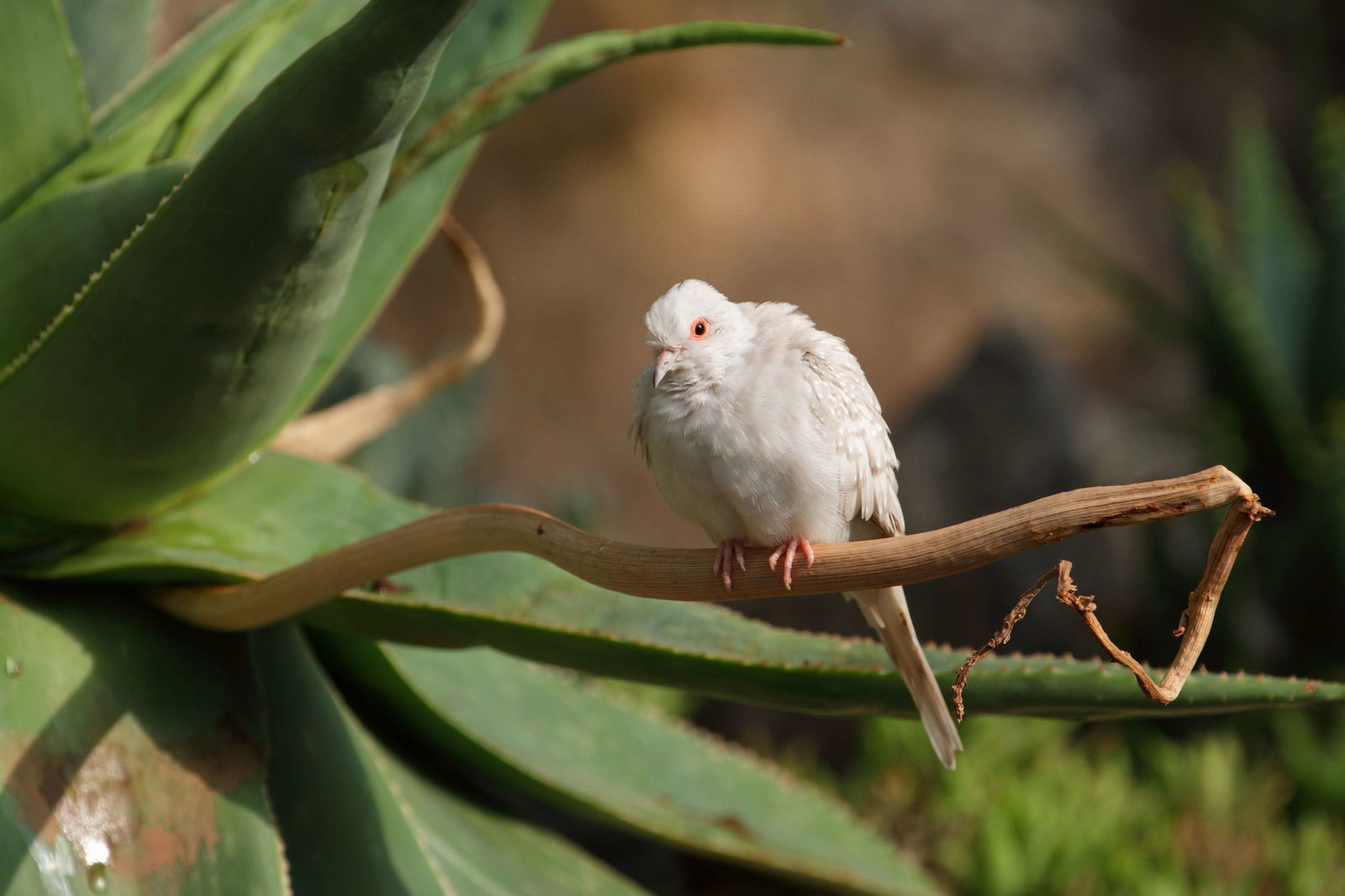 Schönbrunn Desert House