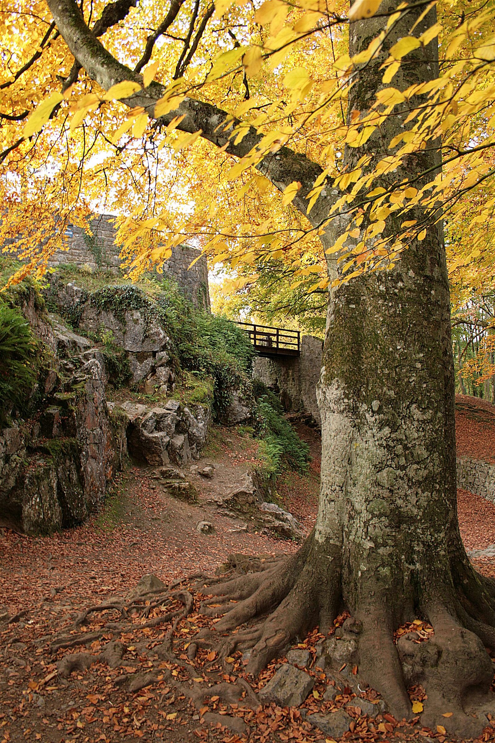 Musée et Château Fort de Logne