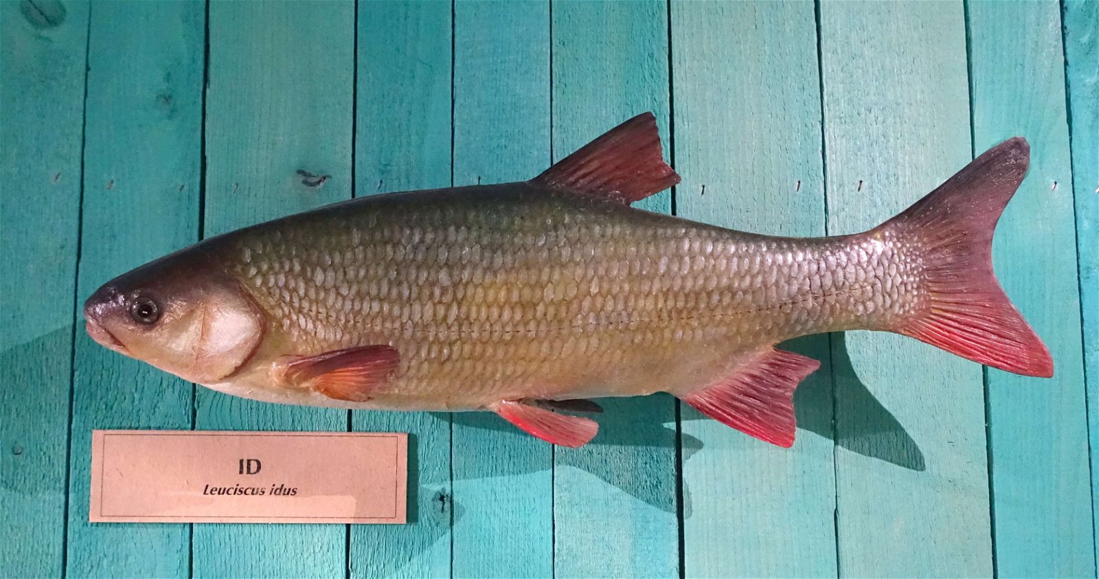 Swedish Museum of Natural History