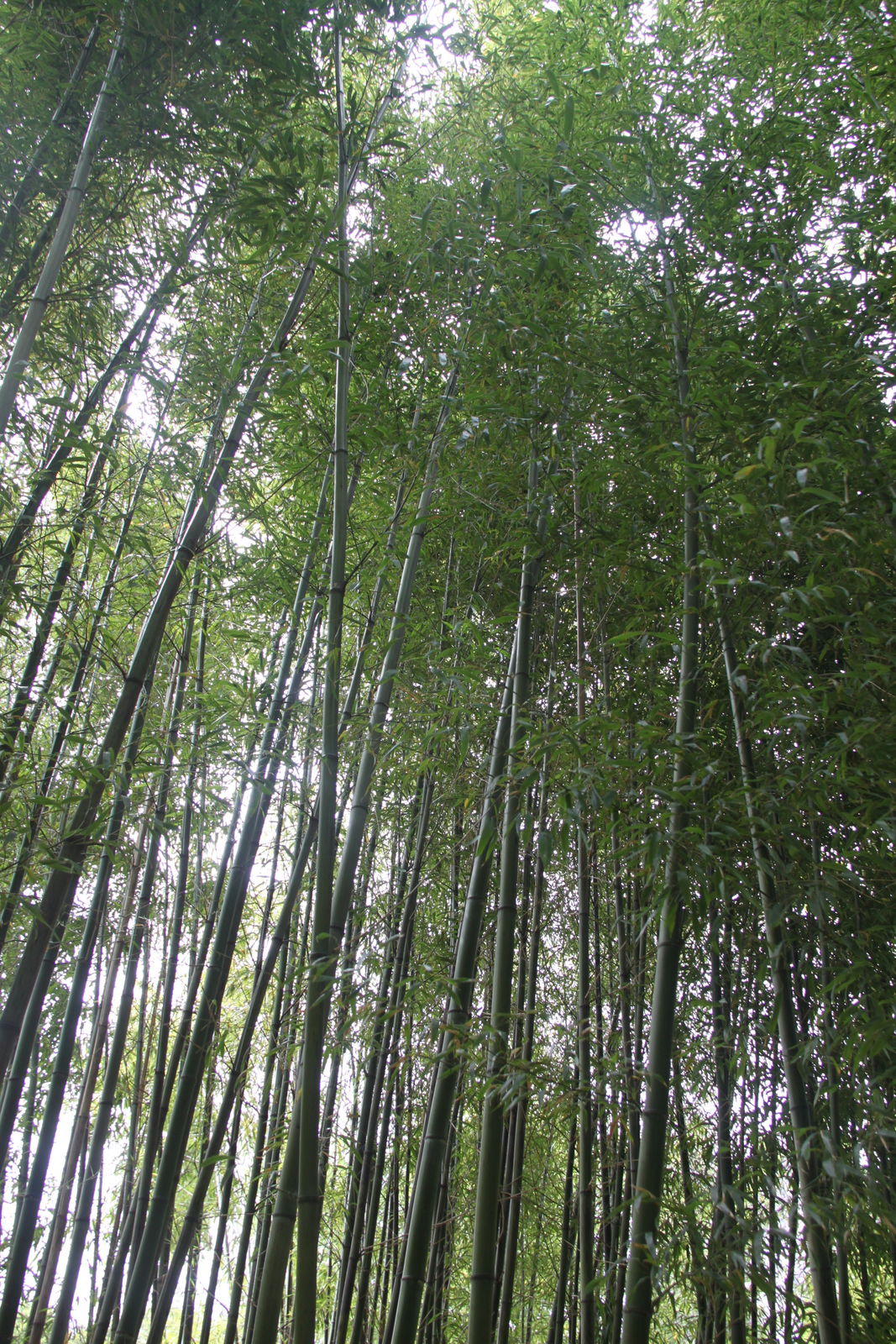 Arboretum de Kalmthout