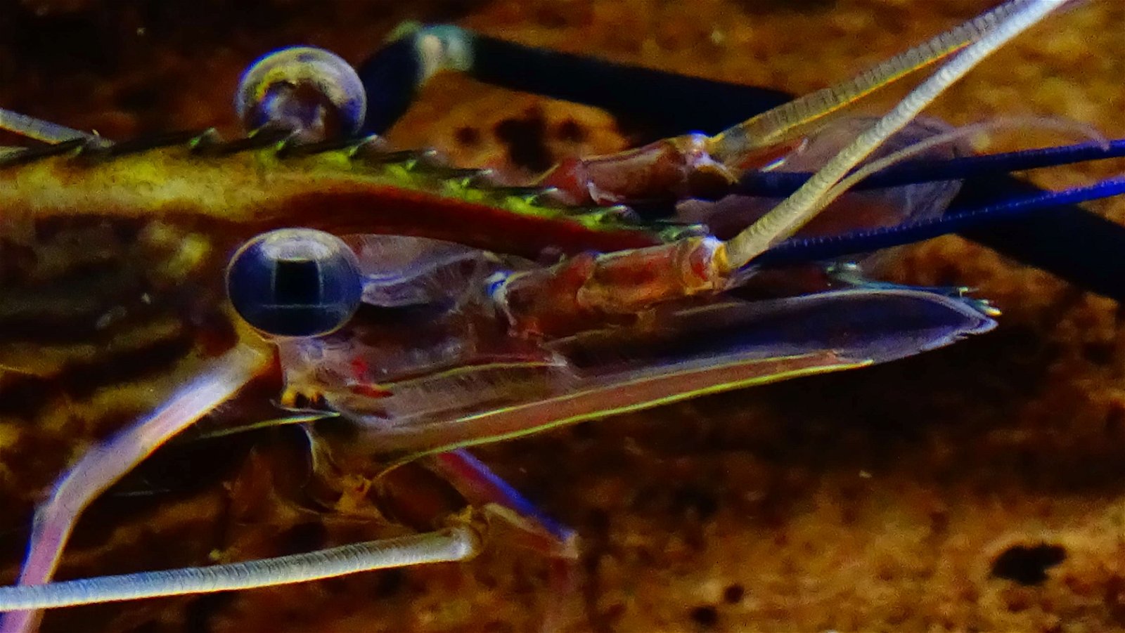 Aquarium de la Porte Dorée