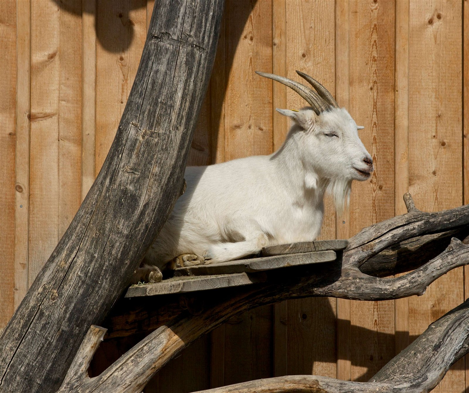 Tiergarten Schönbrunn