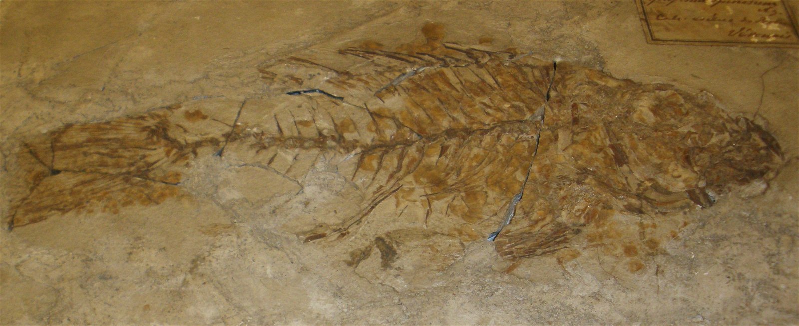 Museo Geologico Giovanni Capellini