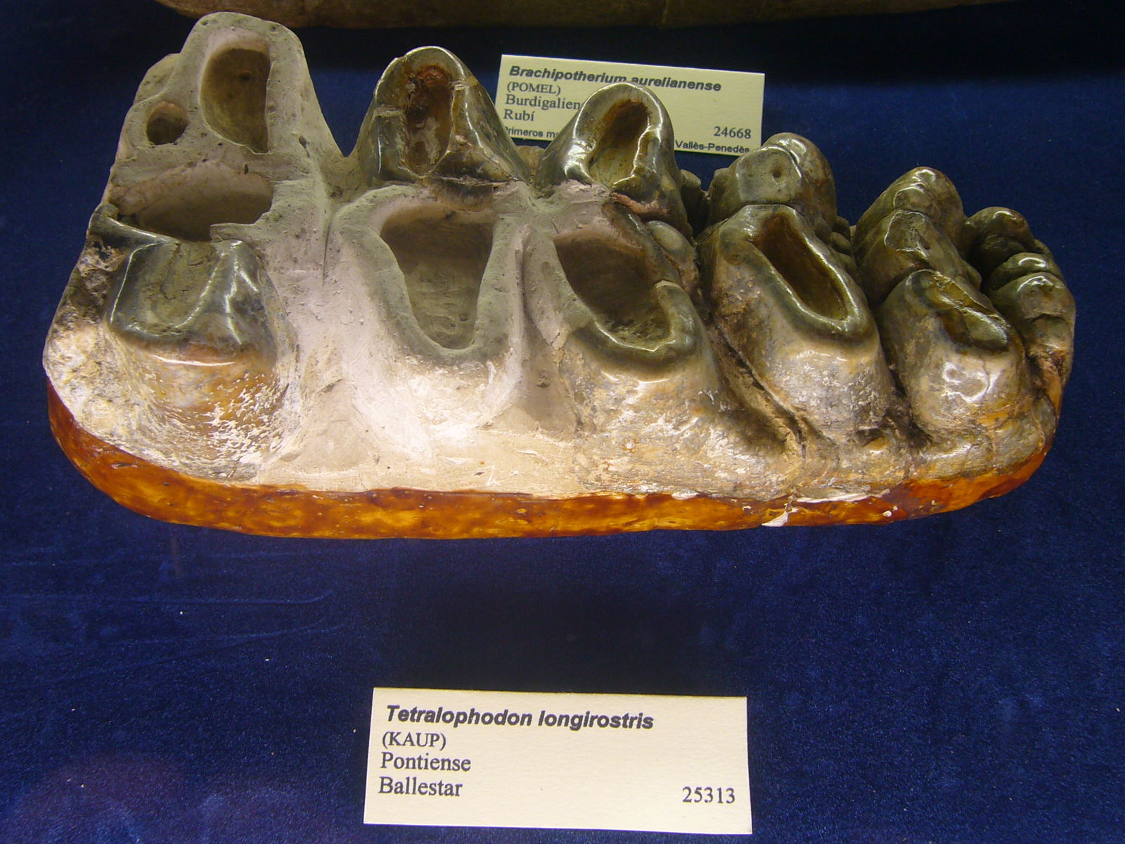 Museu Geologic del Seminari de Barcelona