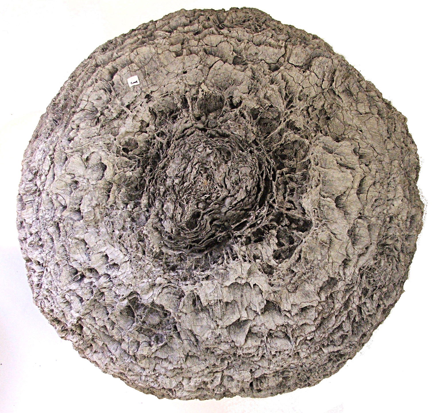 Museo Sedgwick de Ciencias de la Tierra