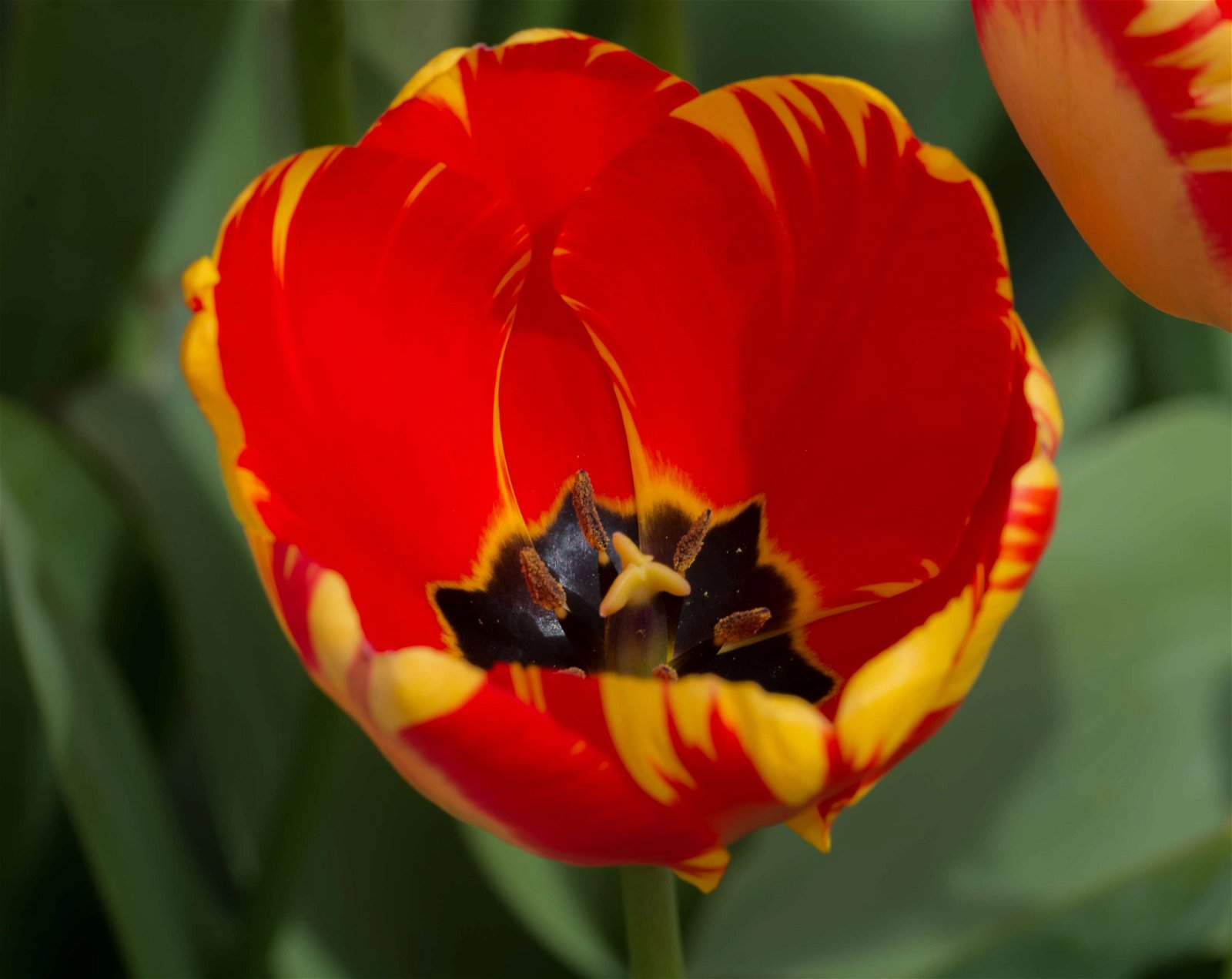 Stewart's Burnby Hall Gardens and Museum